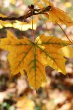 A maple tree will be planted at Stanley Deming Park.