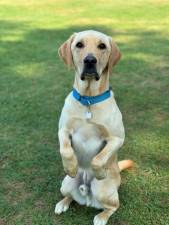 K-9 Yoda, the newest member of the Orange County Sheriff’s Office, brings comfort and wellness to emergency services personnel.