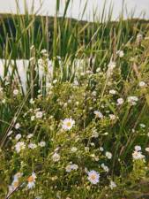 White panicle aster with broadleaf cattail in the background.