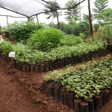 A plant nursery in Tanzania.