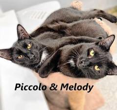 Pet of the Week: Meet Piccolo &amp; Melody
