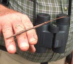 Phasmid in Orange County, NY, on the hand of a colleague biologist.