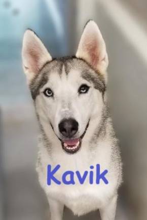 Kavik!