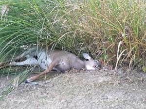 A deer carcass discovered by a pond in Blooming Grove, N.Y. (Photo credit: Audra DeCourcey)