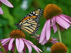 Plant Natives Fair slated for March 15