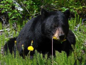 A black bear eating.