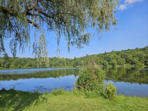 The town wants to discourage geese from laying eggs around the lake at Mountain Lake Park.