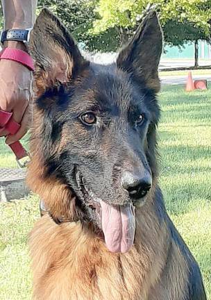 “Sergeant,” the German Shepherd, one of the trained canine companions from Action Toward Independence, that will be at the Lakeside Farmers Market, located at Greenwood Lake’s Thomas P. Morahan Waterfront Park, on Saturday, Oct. 9. Provided photo.