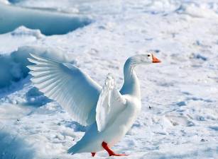 Greater Snow Goose. Source: Pixabay.com