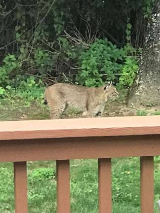 Bobcat Spotted In Orange County 