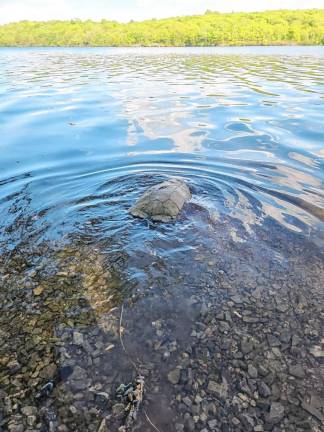 The snapping turtle was sent to Glenmere Lake for a refreshing dip.