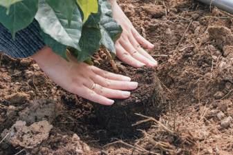 Warwick Arboretum to plant 27 more trees