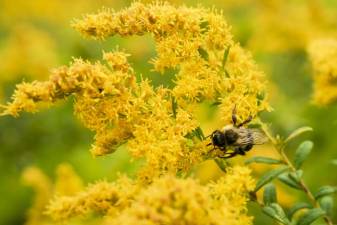 A bumblebee hangs out on some goldenrod.