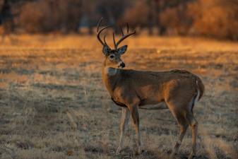 With Sterling Forest closed, hunt this public land instead