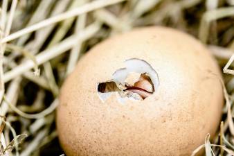 A chick hatching.