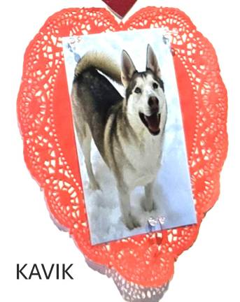 Kavik!