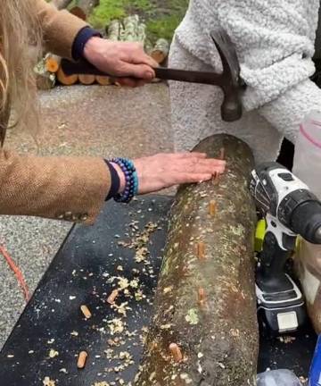 Inoculating logs with shiitake spawn to grow your own mushrooms.