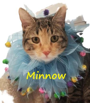 Minnow.