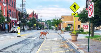 Dawn Space of Warwick shared this perfectly timed photo of a deer making its way in the crosswalk on Main Street in an otherwise quiet moment in the Village of Warwick.