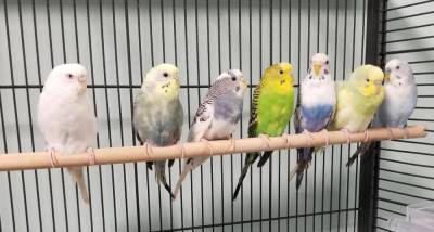 Seven of the parakeets.