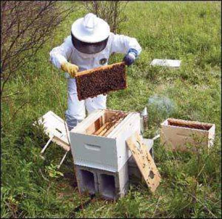 Hudson Highlands Nature Museum hosts beekeeping workshop on Jan. 15