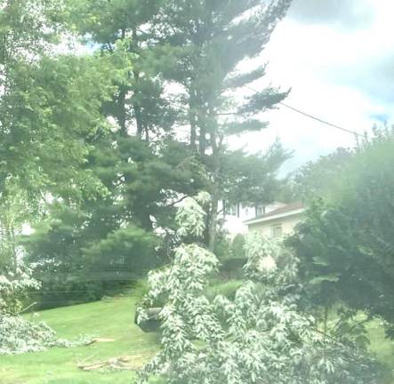 Trees down in the Wickham Village area of Warwick.