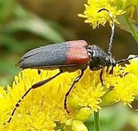 Red-shouldered pine borer