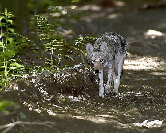 Coyotes are breeding and preparing for pups now.