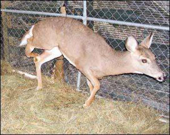 Warwick Valley Humane Society helps rescue deer with broken leg