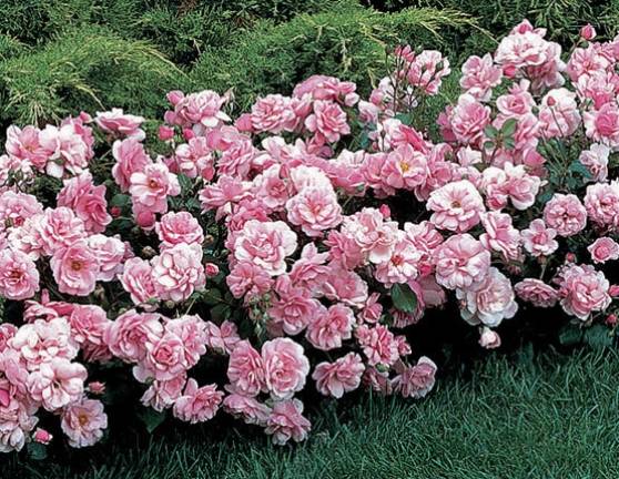 Horticulturist Jane Barba returns to the Greenwood Lake Public Library on July 25, to talk about &quot;Some of the Best Roses,&quot; which she describes as low-maintenance, disease resistant with no chemicals or extra fussing.