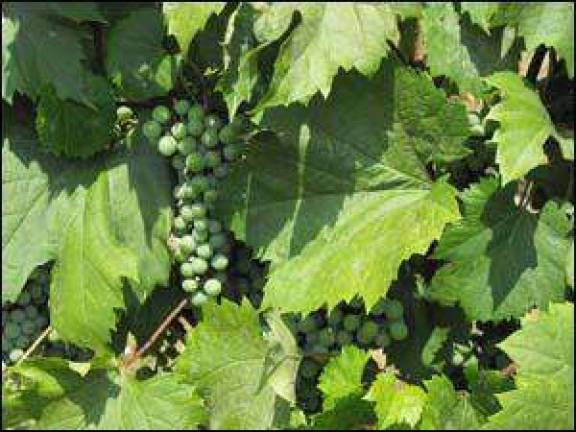Celebrate the grape with Warwick Valley Living on Aug. 27