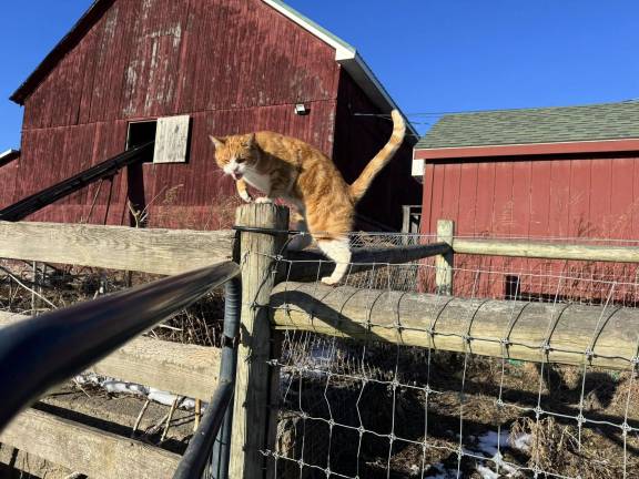 Dance party benefit for Iron Horse Sanctuary’s barn cats April 5