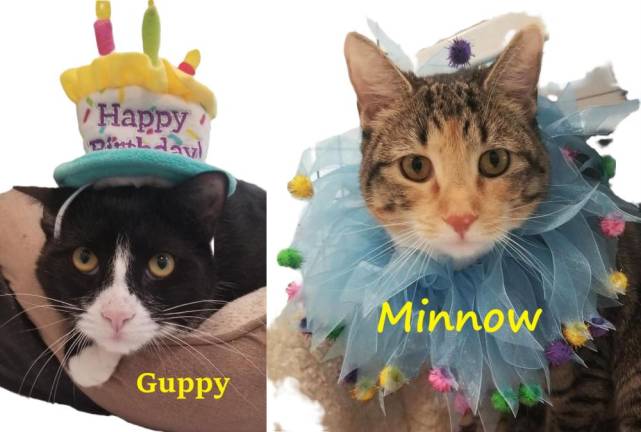 Guppy and Minnow.