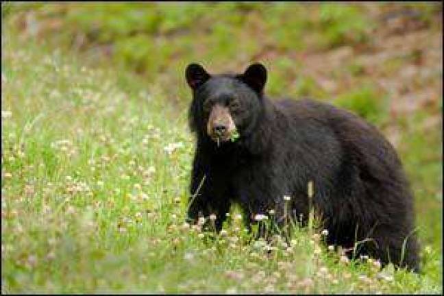 Nature Museum in Cornwall explains the 'bear' necessities on Nov. 6