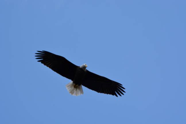 Bald eagles no longer ‘endangered’ in New Jersey, but not everyone’s celebrating