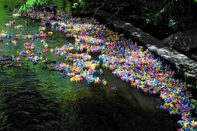 Thousands of “rubber duckies” swim downstream in a group for the 33rd Annual Duck Derby on Sunday, May 19.