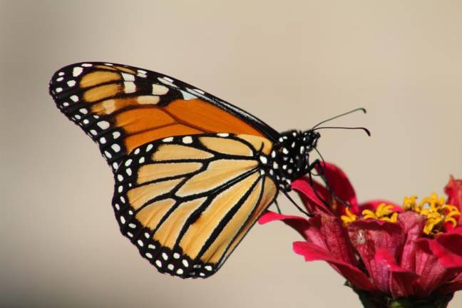 Warwick. Showing butterflies love in ‘Monarch Village’