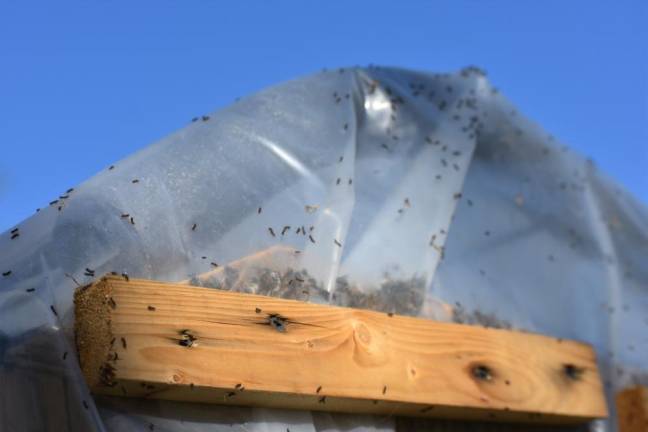 Spongy moth caterpillars were all over a hoop house in a home garden in Matamoras, Pa.