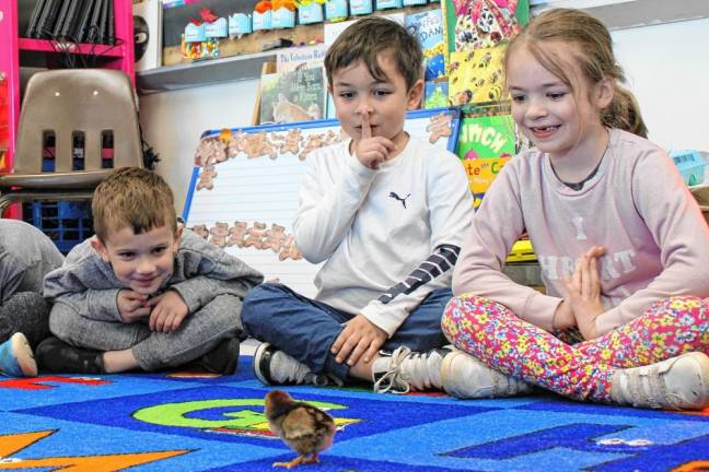 The chicks return to a local farm once the lesson is over.