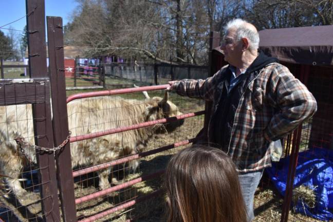 A volunteer feeds Blondie the Highland cow at Noah’s Park on a recent Sunday. Blondie was nearly seized in 2022 along with 45 other animals for alleged neglect, when the sanctuary owners’ lawyer showed up and intervened.