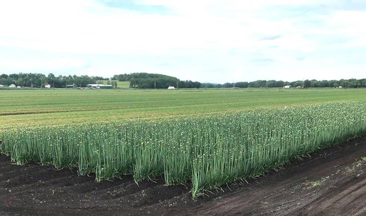 Pine Island onion fields.