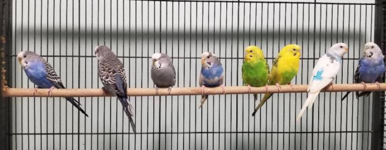 Eight of the parakeets.