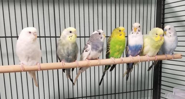 Seven of the parakeets.