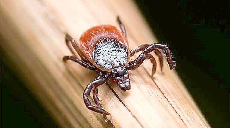 Warwick. Library to host Lyme disease prevention workshop