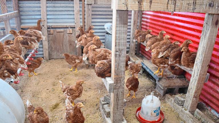 Chickens at Hazelman Farms in West Milford. (Photo by Rich Adamonis)