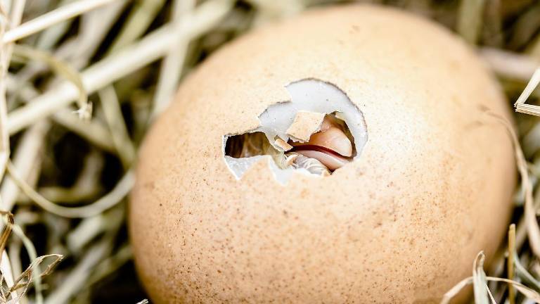 A chick hatching.