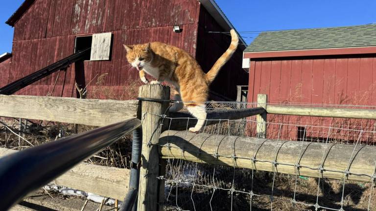 Dance party benefit for Iron Horse Sanctuary’s barn cats April 5